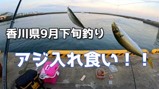 香川県9月下旬アジ入れ食い！！サヨリも！ [upl. by Alwin]