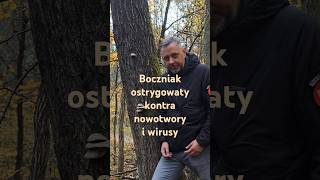 Smaczny i leczniczy boczniak ostrygowaty grzyby lifestyle [upl. by Westbrook767]