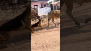 German shephard ki harkato se paresan hokar maza chakhaya countrytellers [upl. by Allred555]