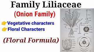 Family Liliaceae Onion Family In HindiUrdu [upl. by Eleda]