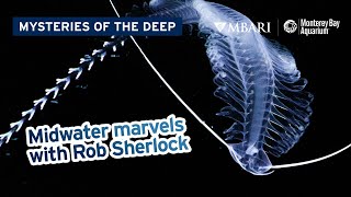 Mysteries of the Deep with MBARIs Rob Sherlock — Midwater Marvels of Monterey Bay [upl. by Weisler]