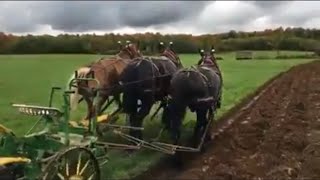 Horses Plowing by Themselves [upl. by Fee]