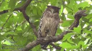 Brown Fish Owl [upl. by Narod]