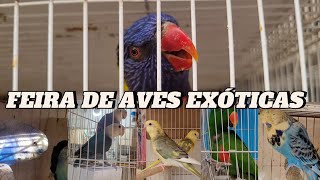 Feira de aves exóticas na Madalena [upl. by Feirahs]