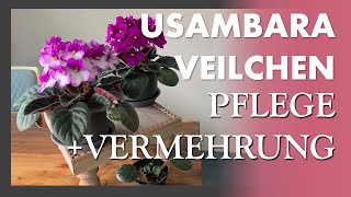 Usambaraveilchen 💜💚 Saintpaulia  African Violet  Wie man sie pflegt und vermehrt  Spezialtöpfe [upl. by Einafets904]