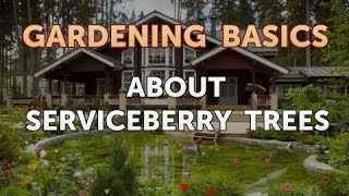 About Serviceberry Trees [upl. by Noivad995]