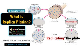 What is Replica Plating Why we do Replica Plating explained with an example [upl. by Nednil890]