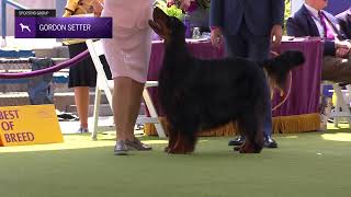 Setters Gordon  Breed Judging 2024 [upl. by Ricarda424]