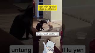 bnr2 ni si bocil oyen animal funny cat komedikucing kucinglucu shorts zevaxavier [upl. by Burrow444]