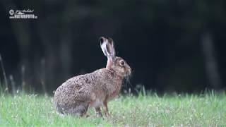 Zajíc polní  Lepus europaeus  Brown Hare  Feldhase [upl. by Vincents]