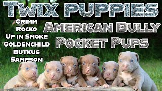 Twix x Venusaur puppies5 week old American bullies Grimm Rocko Up in Smoke Goldenchild Sampson [upl. by Yawnoc]