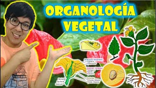 BIOLOGÍA FREE   REINO PLANTAE II  ORGANOLOGIA VEGETAL  Raíz tallo hojas flores y frutos 👉😍🌿 [upl. by Fechter550]