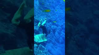 Into the deep water 💦 would u try dive  swimming deepwater waterlife advanture [upl. by Rieth]