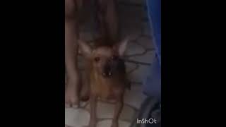 Pinscher latindo pinscher 0 cachorro bravo [upl. by Vareck]