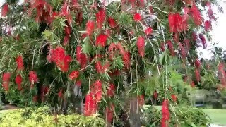 Bottle brush tree [upl. by Bramwell780]