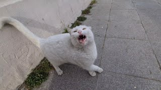 The Angry White Cat is Extremely Aggressive Today [upl. by Anum996]