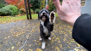 Harley the bordoodle learning new exercise commands😄 [upl. by Boycie]