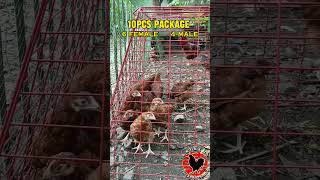 10 PIECES PACKAGE  2 MONTHS OLD PUREBRED RHODE ISLAND RED CHICKENS [upl. by Araem]