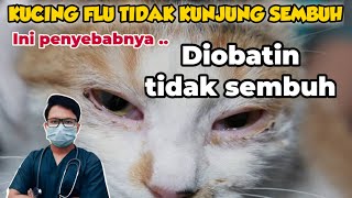 PENYEBAB KUCING FLU TIDAK KUNJUNG SEMBUH  drh Mirza Yussa  DOKTER HEWAN [upl. by Acima950]