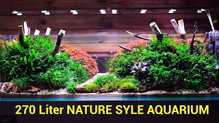 720 Liter Nature Style Aquarium [upl. by Llennej]