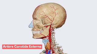 Anatomie de lArtère Carotide Externe [upl. by Durkee]