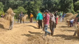 Harvesting in Kukiland Traditional way riceland india [upl. by Eninahpets]