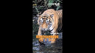 Ranthambore Hot amp Wild Series Ep 5  Zone 2 [upl. by Robbin]