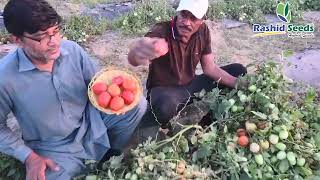 Tomato Taj F1 by Rashid Seeds [upl. by Ahtebbat]