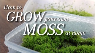 2 Ways to Grow your own Moss at Home [upl. by Navoj]