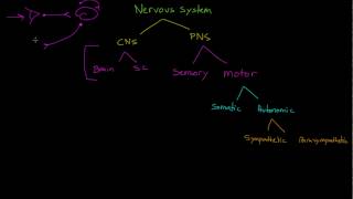 Sensory Neurons Interneurons and Motor Neurons [upl. by Nylanaj]