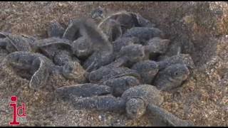 Leatherback Hatchlings Grande Riviere Trinidad [upl. by Aicnom]