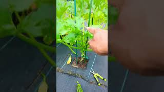 Growing zucchini vertically  quick Harvest amp Growing Tips  zucchini viral squash [upl. by Analim4]