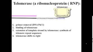 Telomerase action [upl. by Annay]