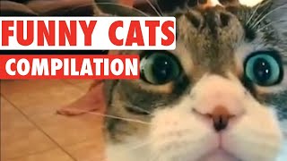 Funny Cats Shorts Compilation [upl. by Greer]