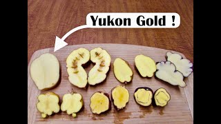 Yellow Flesh Potato Smackdown Comparing Yellow Flesh Diploids with Yukon Gold [upl. by Viddah550]