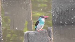 Blue breasted Kingfisher [upl. by Odrawde106]