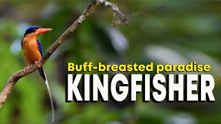 Buff breasted paradise KINGFISHER shorts [upl. by Elvyn]