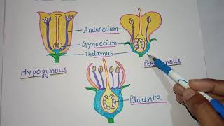 Hypogynous Perigynous and EpigynousPosition of Floral parts on the thalamus [upl. by Raymonds]