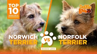 Norfolk Terrier Vs Norwich Terrier  What are the differences  which is the best breed for you [upl. by Aluor398]