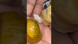 Apple snail eggs snail snails egg eggs aquarium pets petsmoon shorts minivlog vlog short [upl. by Iives489]