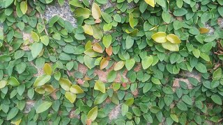 Ficus pumila creeping fig  Royal plant for royal people [upl. by Yelhs]