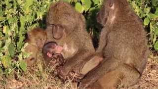 Mother Breastfeeding Newborn Baboon Whole Family Cuddles Together  So Heartwarming [upl. by Diley]