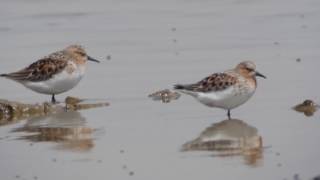 Rednecked Stint Calidris ruficollis [upl. by Tunnell715]