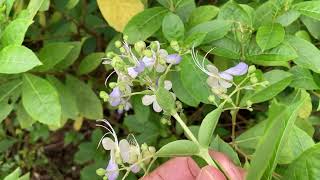 This flower looks like a blue butterfly [upl. by Aerahs]