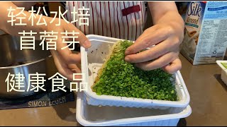 2个盒子 发苜蓿芽 丰富维生素k 做蛋饼 包饺子 今天早餐组合 阿公一早拍到大鸟捕鱼全过程【Garden Time 田园生活分享】 [upl. by Barmen]