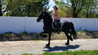 Apollo Friesian Stallion [upl. by Sorac]