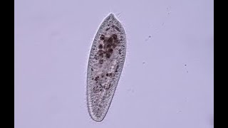 How protozoa looks under a microscope shorts [upl. by Dexter]