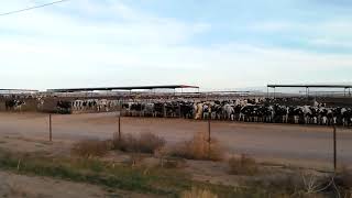 Mission Trip 72 2017 Cattle At Large Feedlot Stanfield AZ [upl. by Emarej]