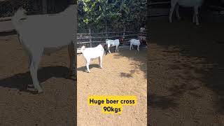 Huge 90kg boer cross boergoatfarm goathusbandry boergoatbreeder goatfarming animals boer [upl. by Gnilsia]