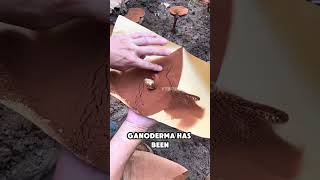 Discover Ganoderma The King of Herbs [upl. by Eseyt]